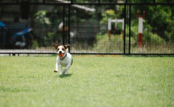 Dog running